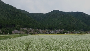 美山蕎麦畑